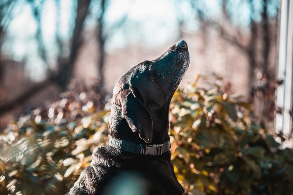 Collar De Perro Nobull (1 Pulgada) Negro